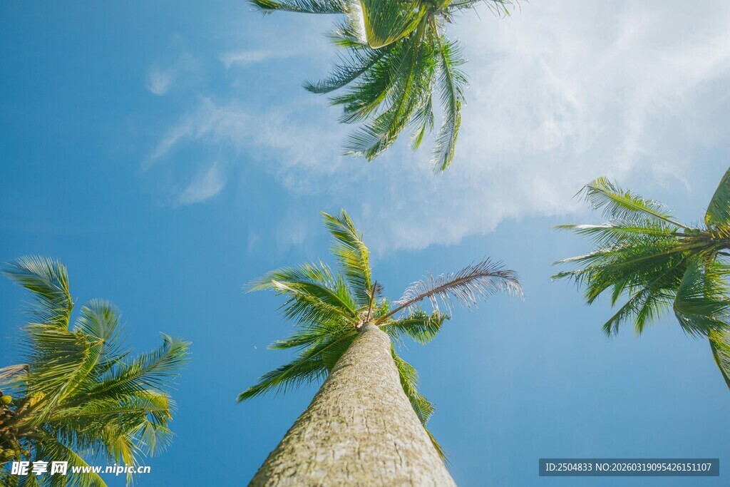 仰望蓝天中的椰树