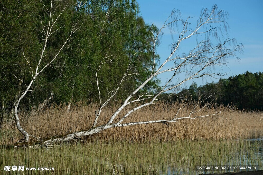 湖畔枯树与繁茂草木景观