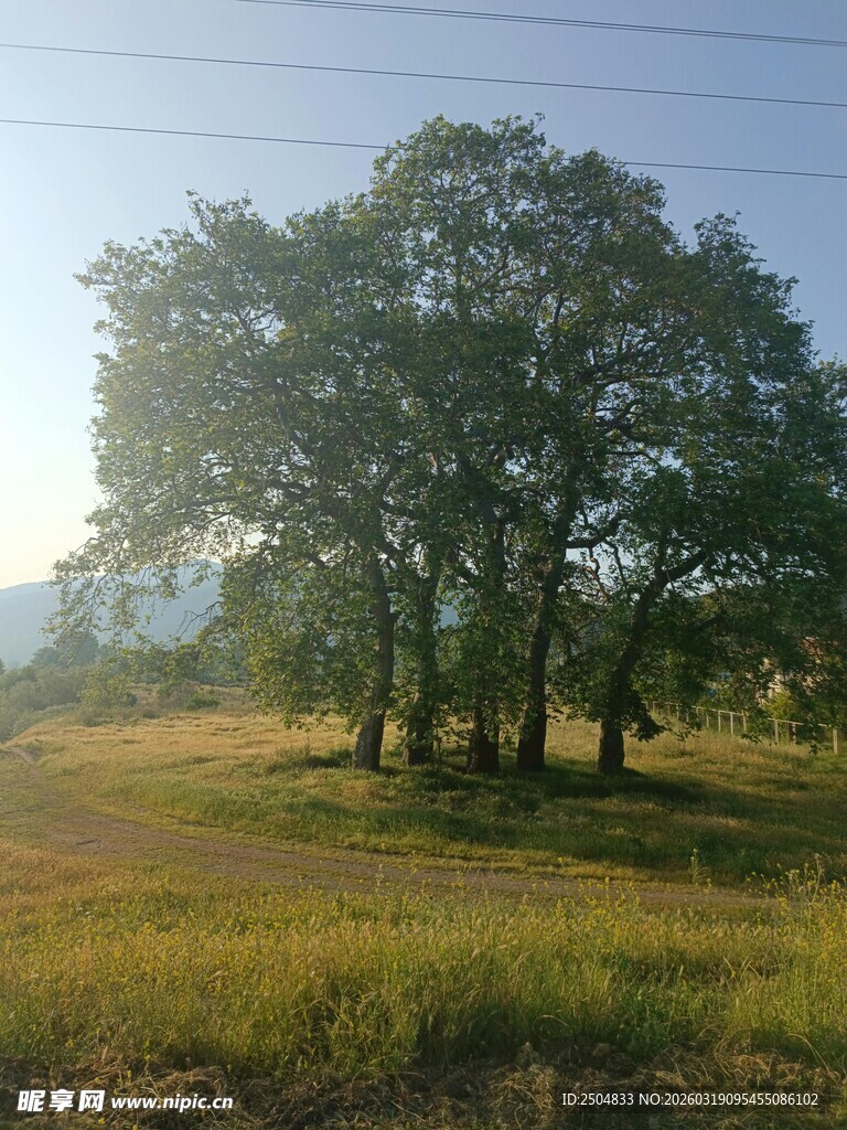 田野中的葱郁树木