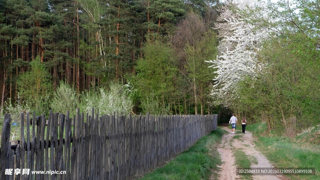 林间木栅栏旁的漫步小径