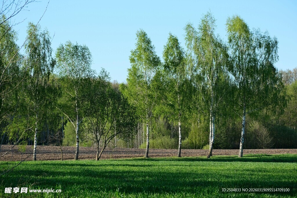 春日葱郁树林与草地