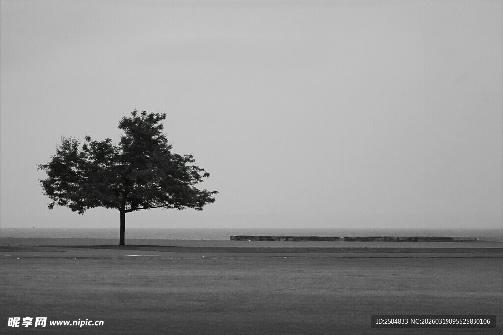 孤独树影 广袤天地间