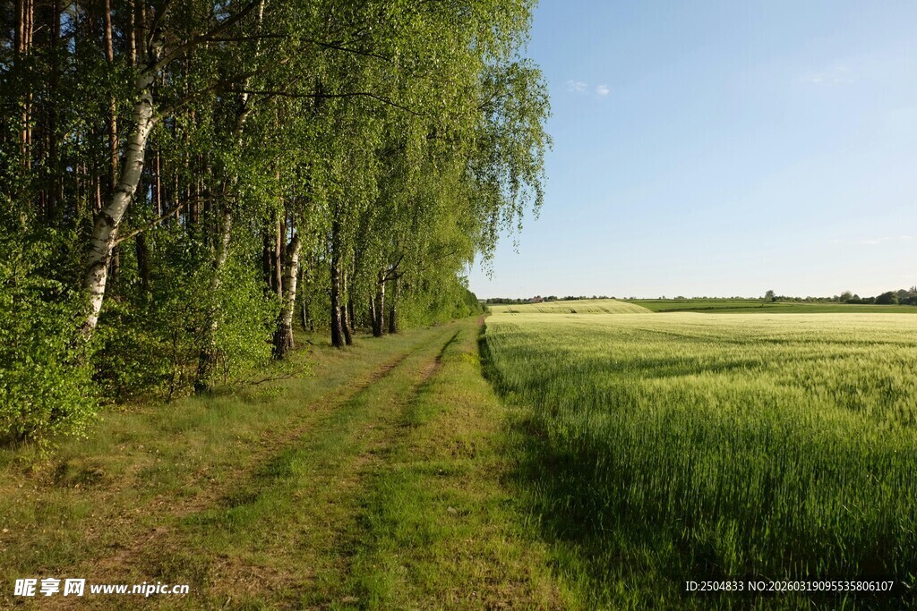 林间绿野 清新田园风光