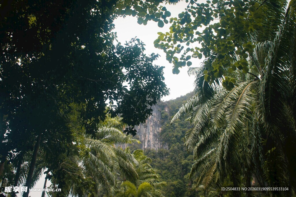 茂密丛林中的葱郁植物