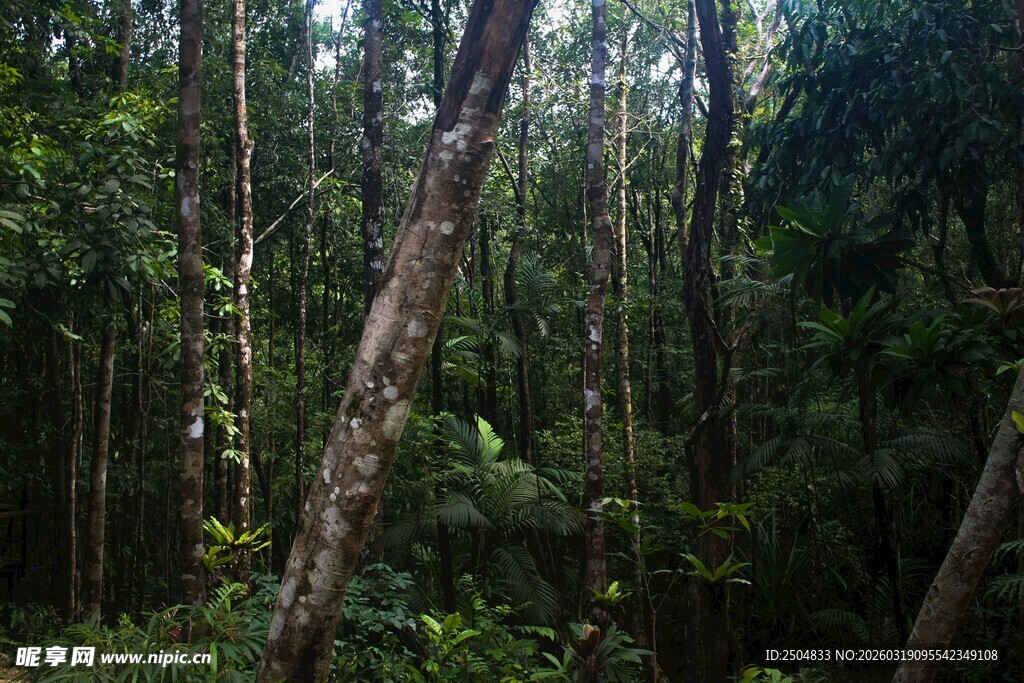 茂密森林中的树木景观