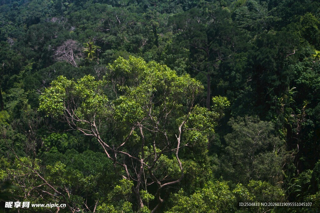 茂密山林中的葱郁树木