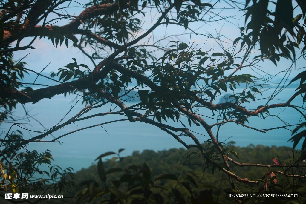 透过枝叶看天际风景