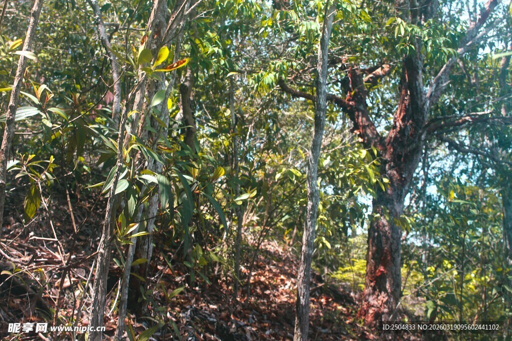 山林间繁茂的绿树景象