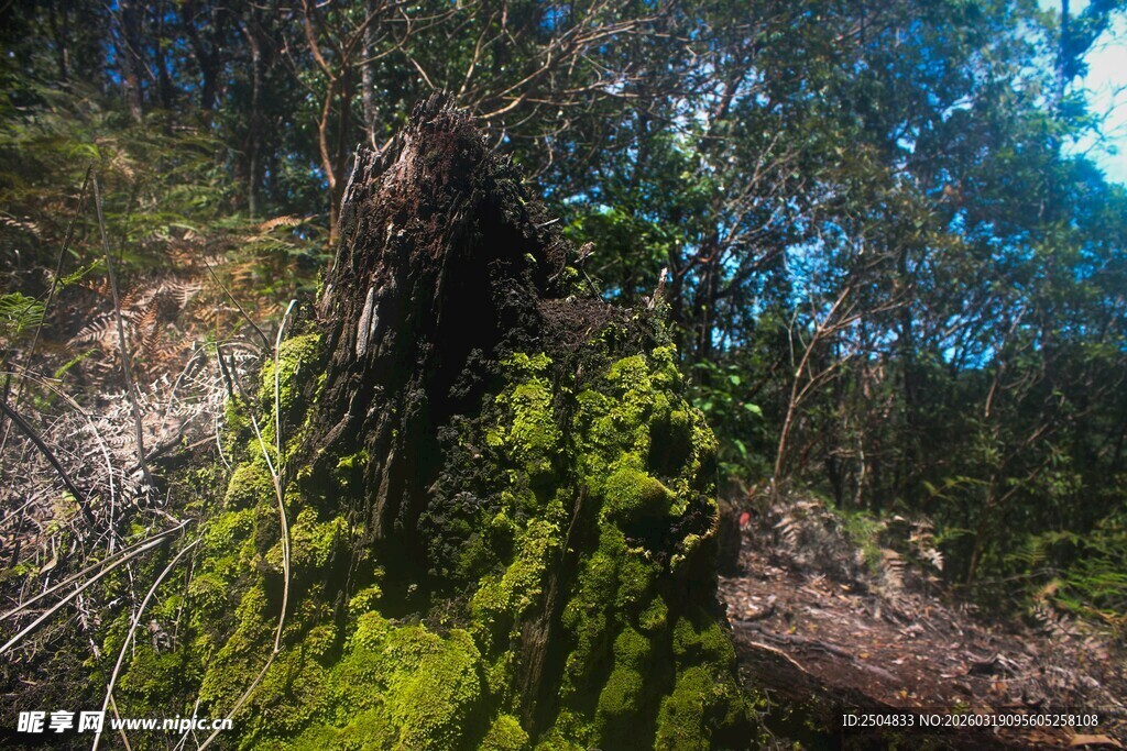 森林中长满青苔的古老树桩