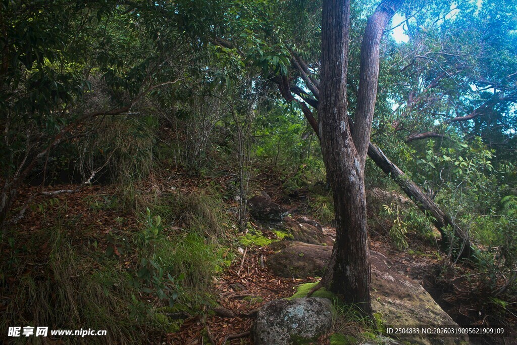 山林间的树木与植被景观