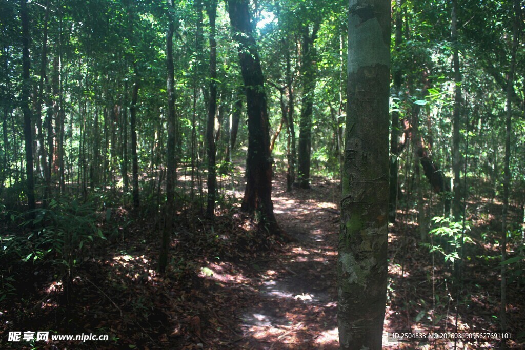 阳光洒落的静谧林间小道