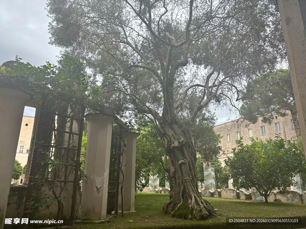 古老庭院中的繁茂大树