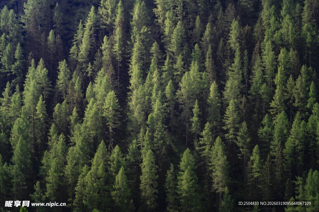 茂密森林俯瞰图