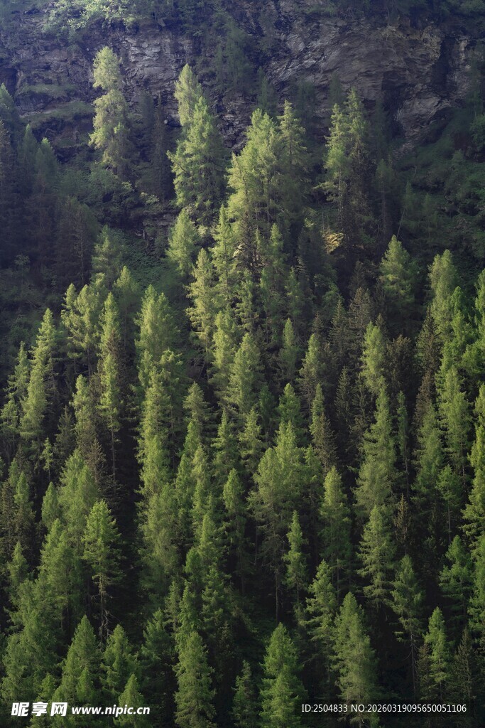 俯瞰茂密翠绿森林景观