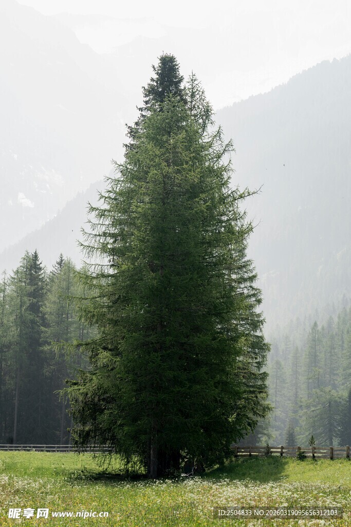 孤松挺立在绿野山林间