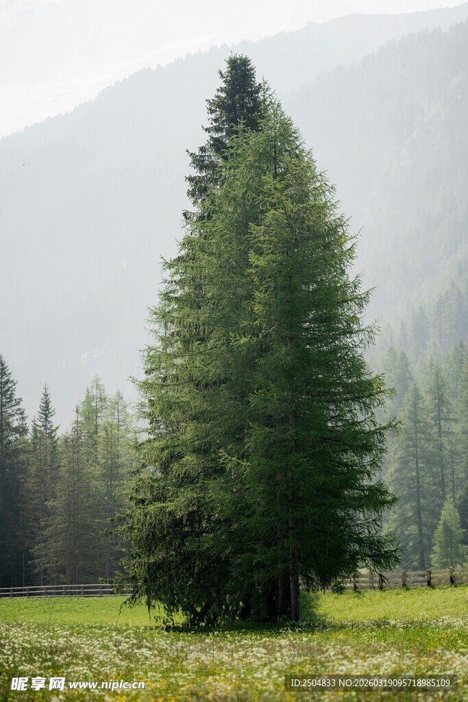 山间挺拔的翠绿松树