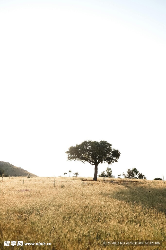 旷野孤树 尽显自然静谧