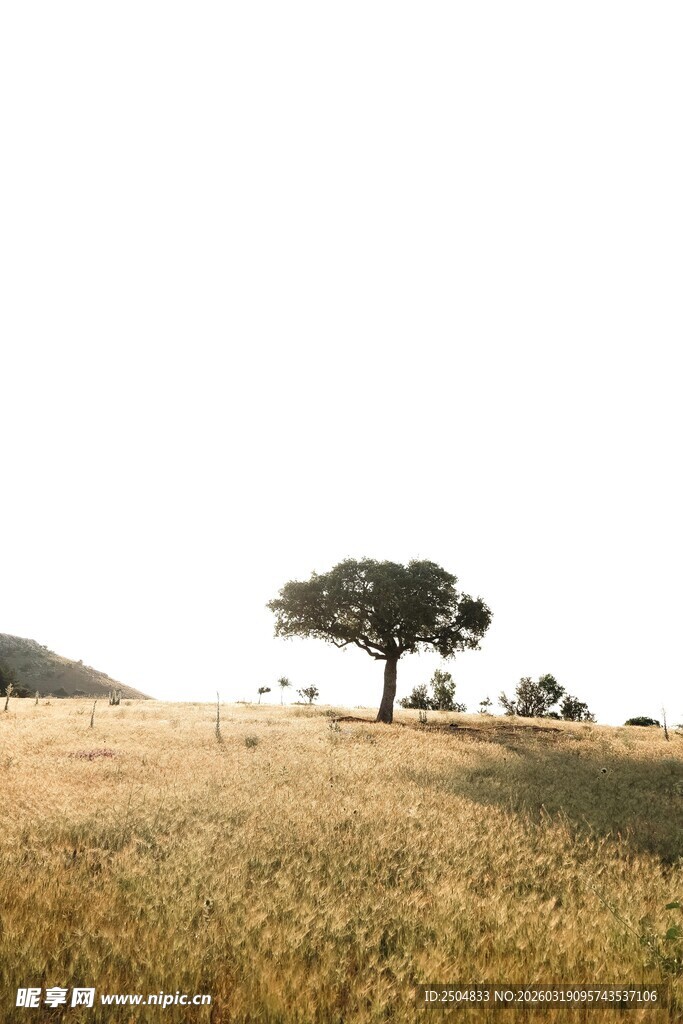 旷野孤树 尽显自然静谧
