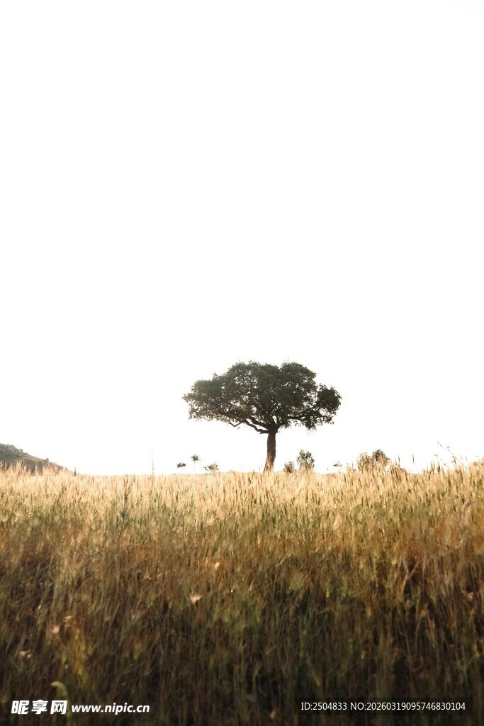 草原孤树景观