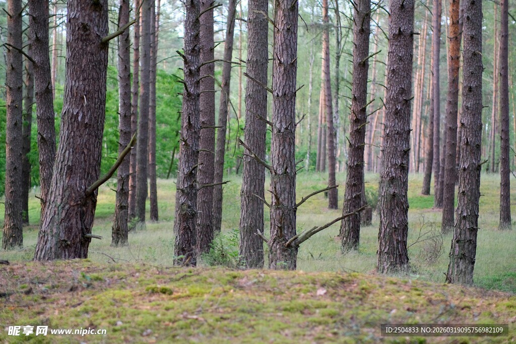 静谧松树林间的自然景致