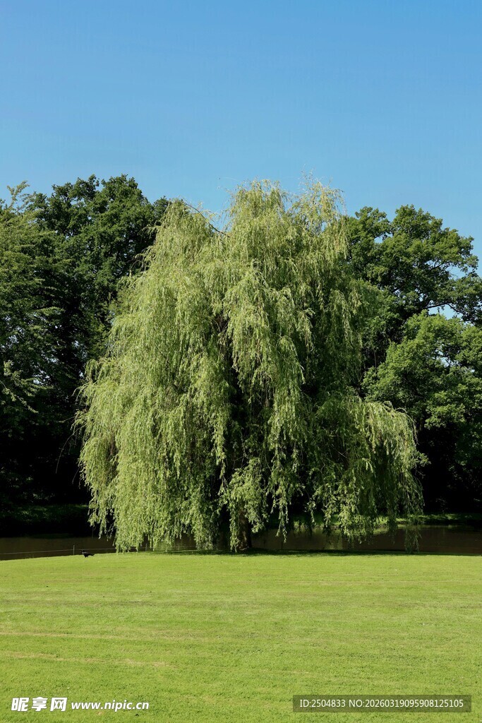 绿茵上的葱郁垂柳
