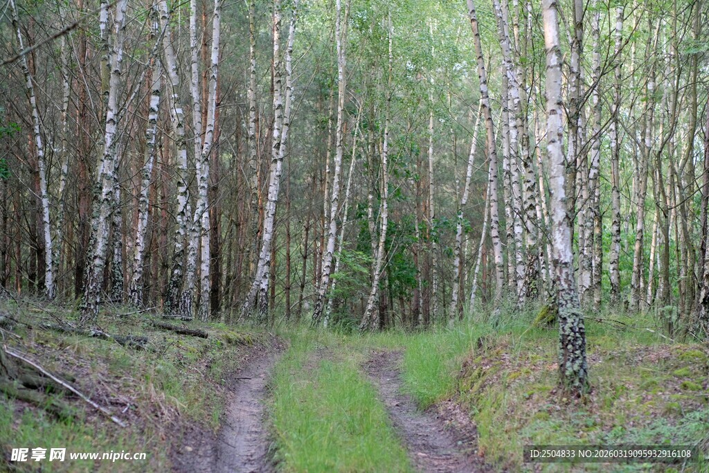 林间小道 漫步自然之境