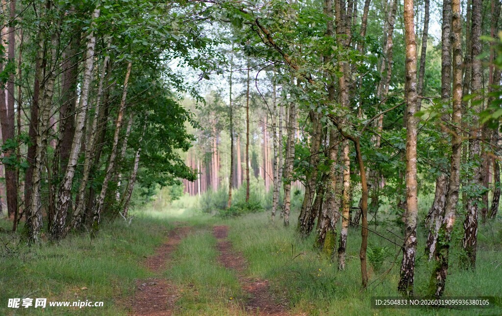 林间漫步小径 绿意盎然