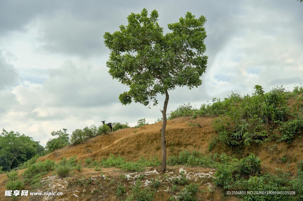 孤树屹立于山坡之上