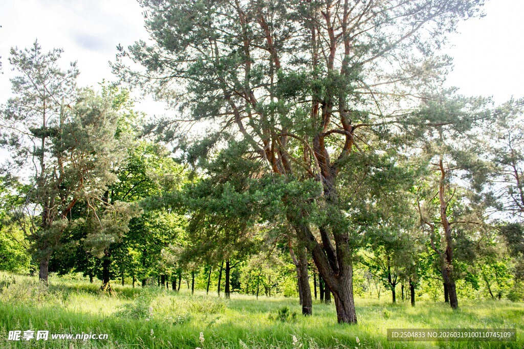阳光照耀下的林间绿地
