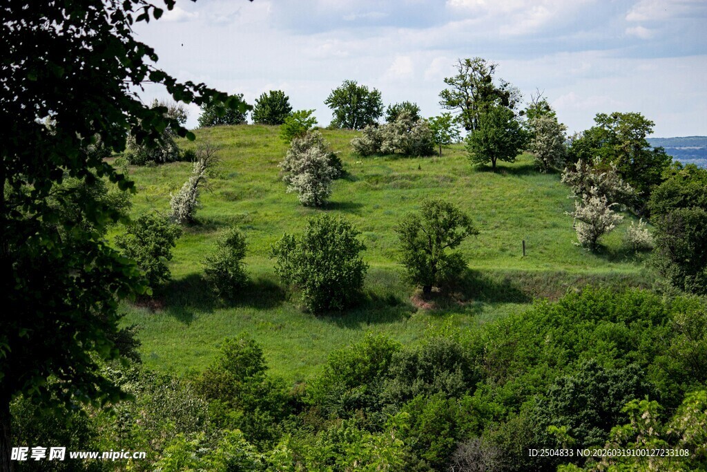 绿意盎然的山坡景观