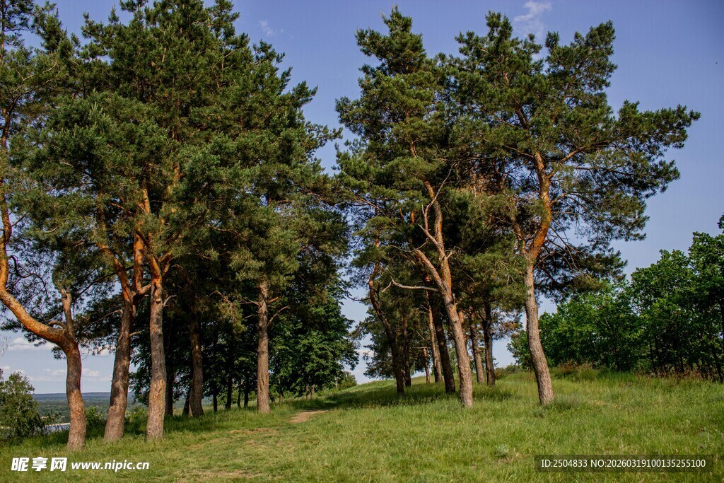林间草地的挺拔树木