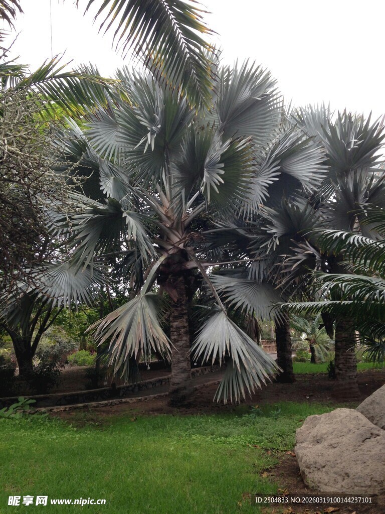 户外茂盛的棕榈树景观
