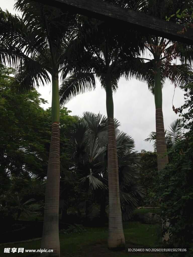 热带园林中的高大棕榈树