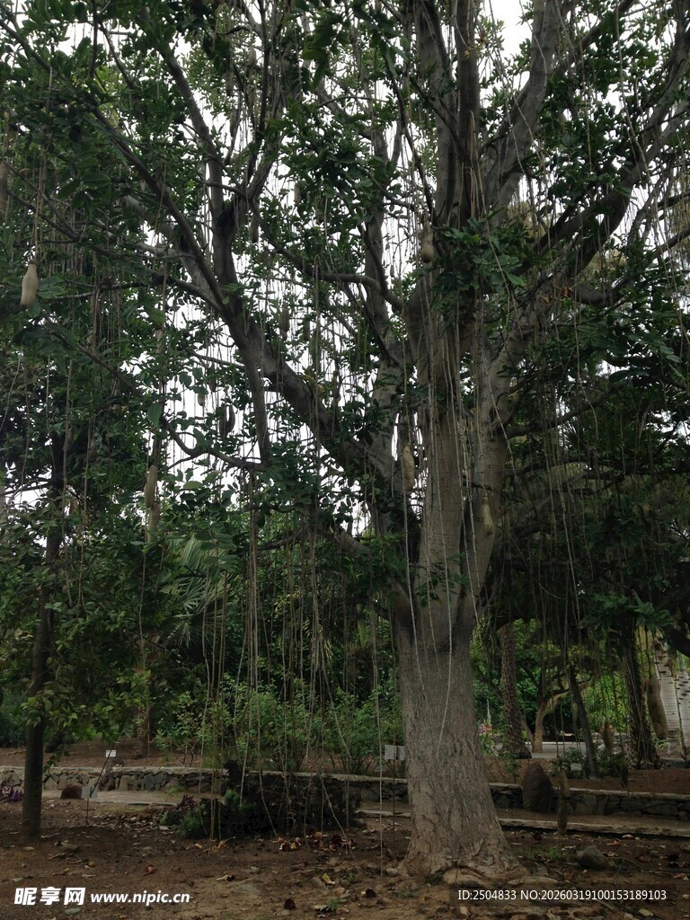 粗壮繁茂的大树