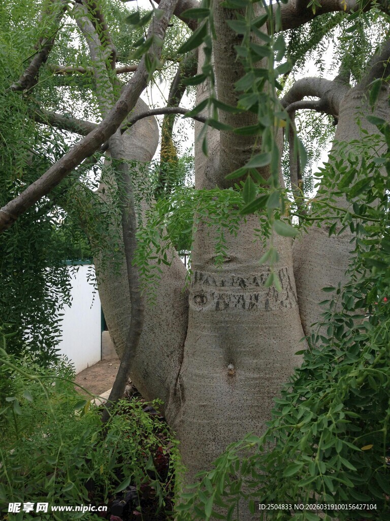 奇特树屋隐于繁茂绿植间