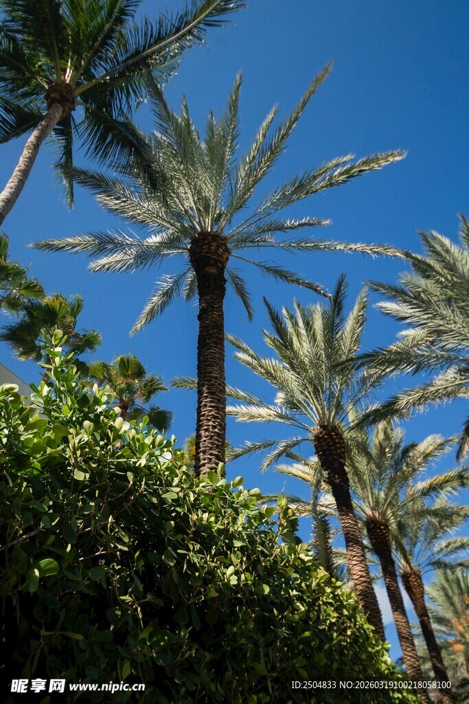 蓝天映衬下的挺拔棕榈树