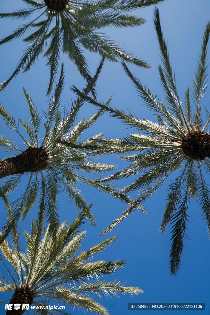 蓝天映衬下的棕榈树枝叶