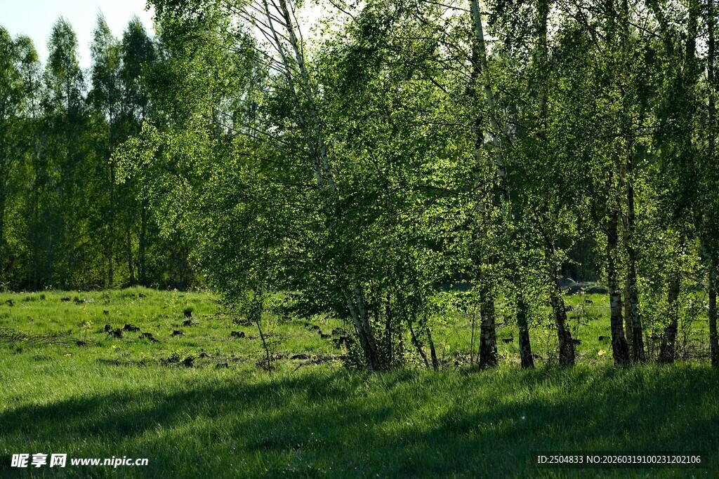 春日林间绿意盎然