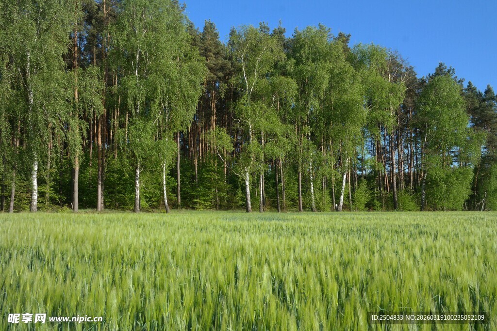 翠绿麦田与葱郁树林景
