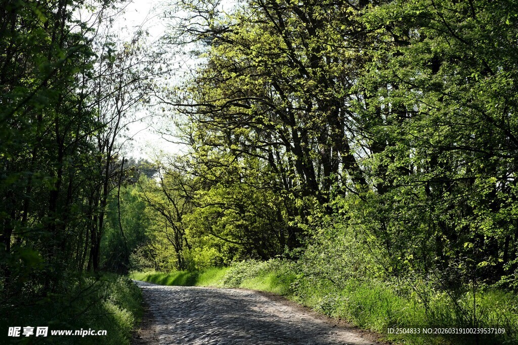 林间小道 绿意盎然的风景