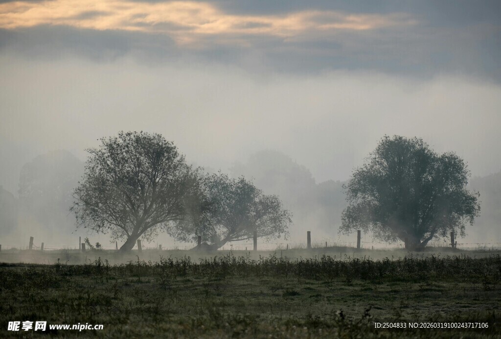 晨雾中的田野树木景观