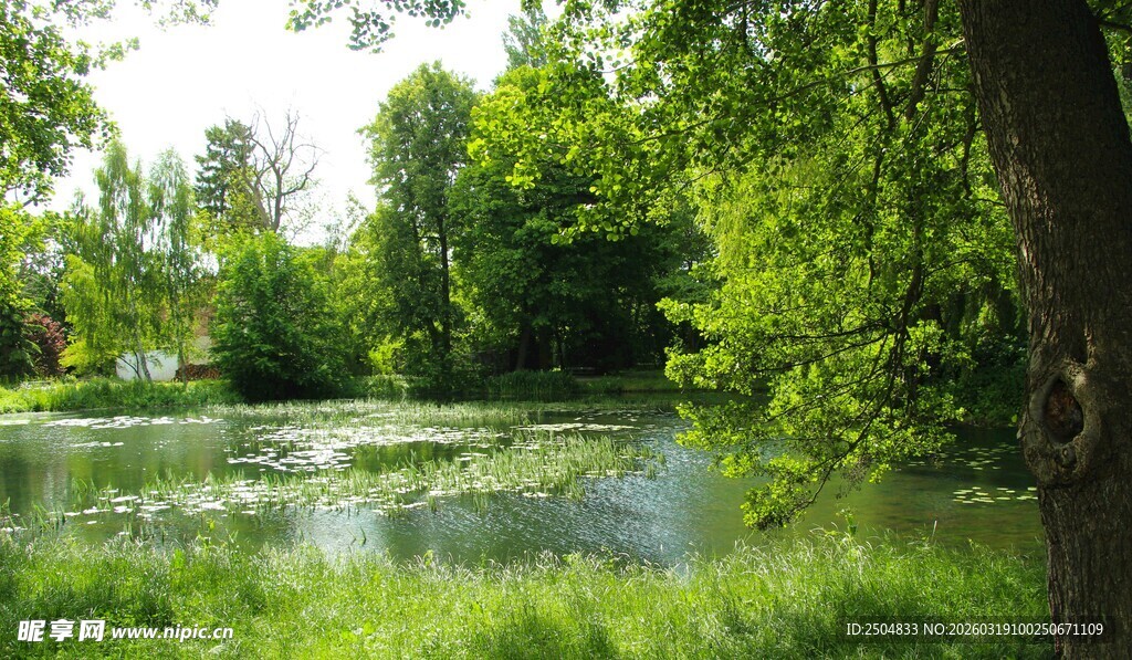 夏日林间静谧的绿水池塘