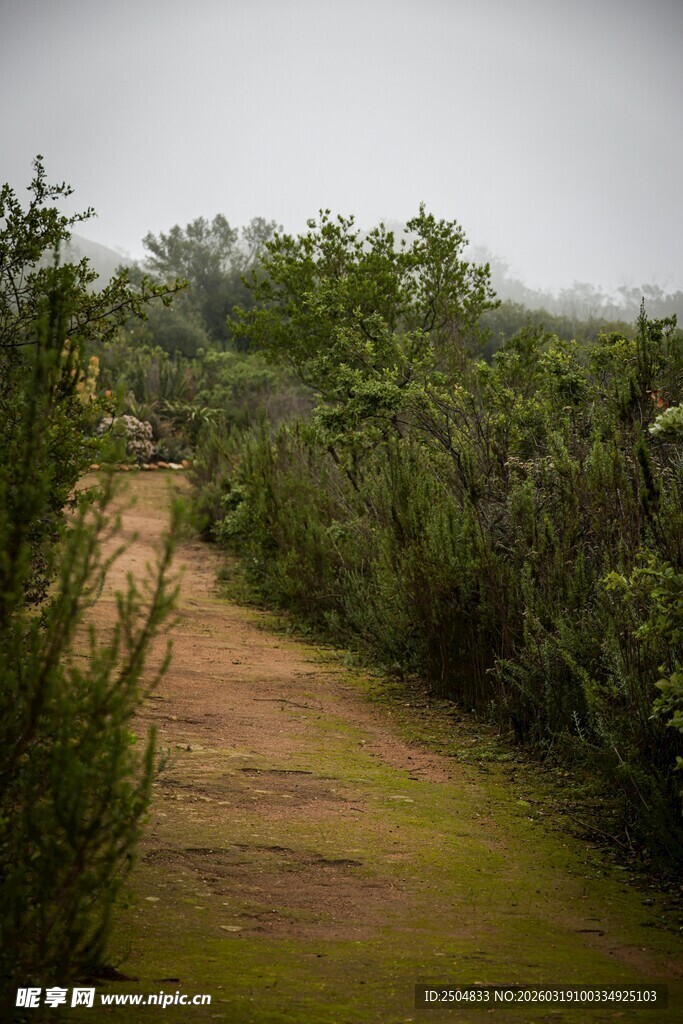 雨中乡间小径绿意盎然