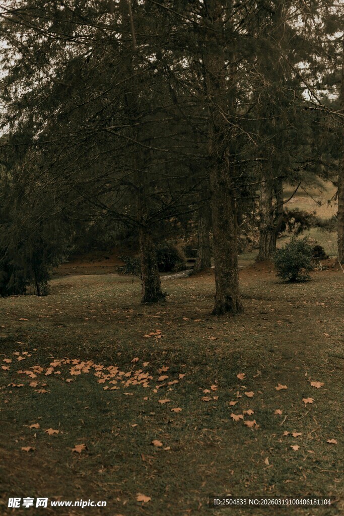 秋日林间落叶景色