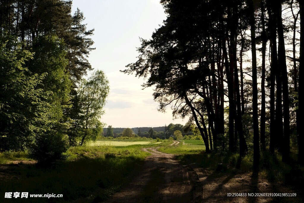 林间小道 静谧自然之景