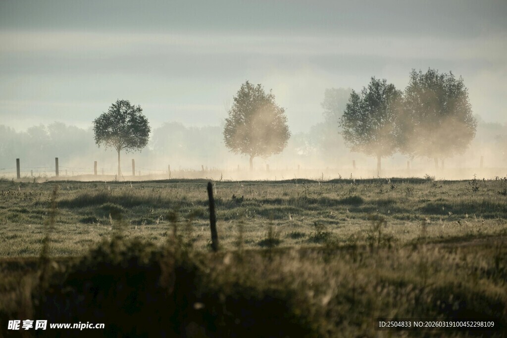 晨雾中的原野与树木