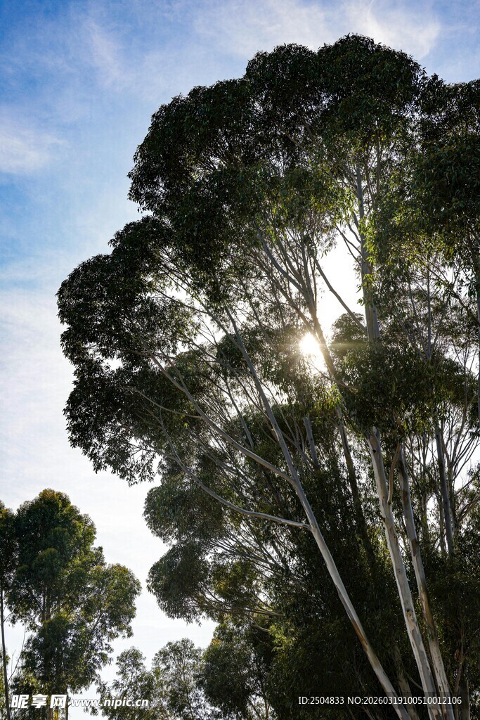 阳光下的高大树木
