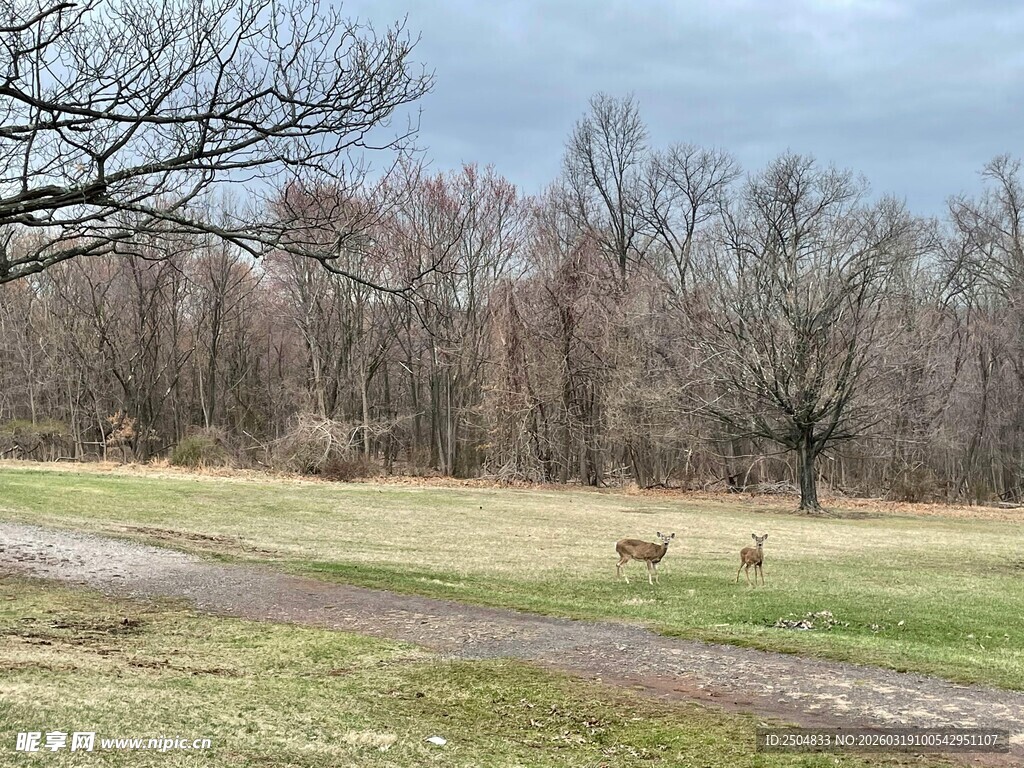 林间草地漫步的几只动物