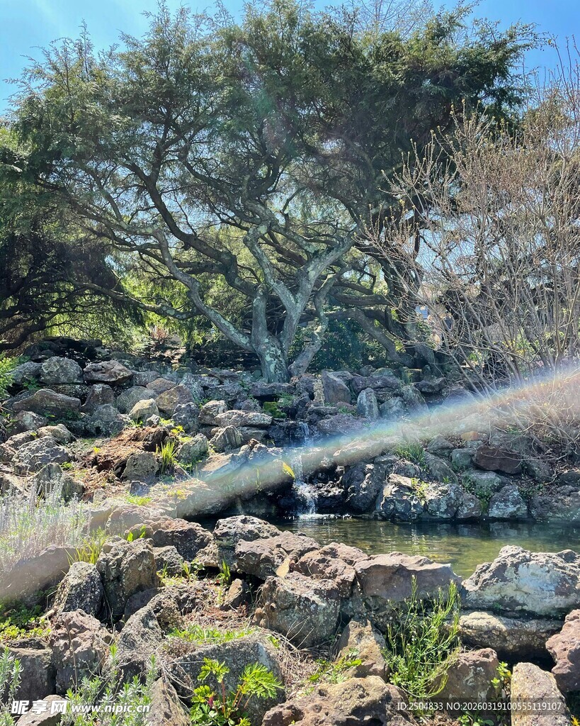 溪边岩石旁的繁茂树木