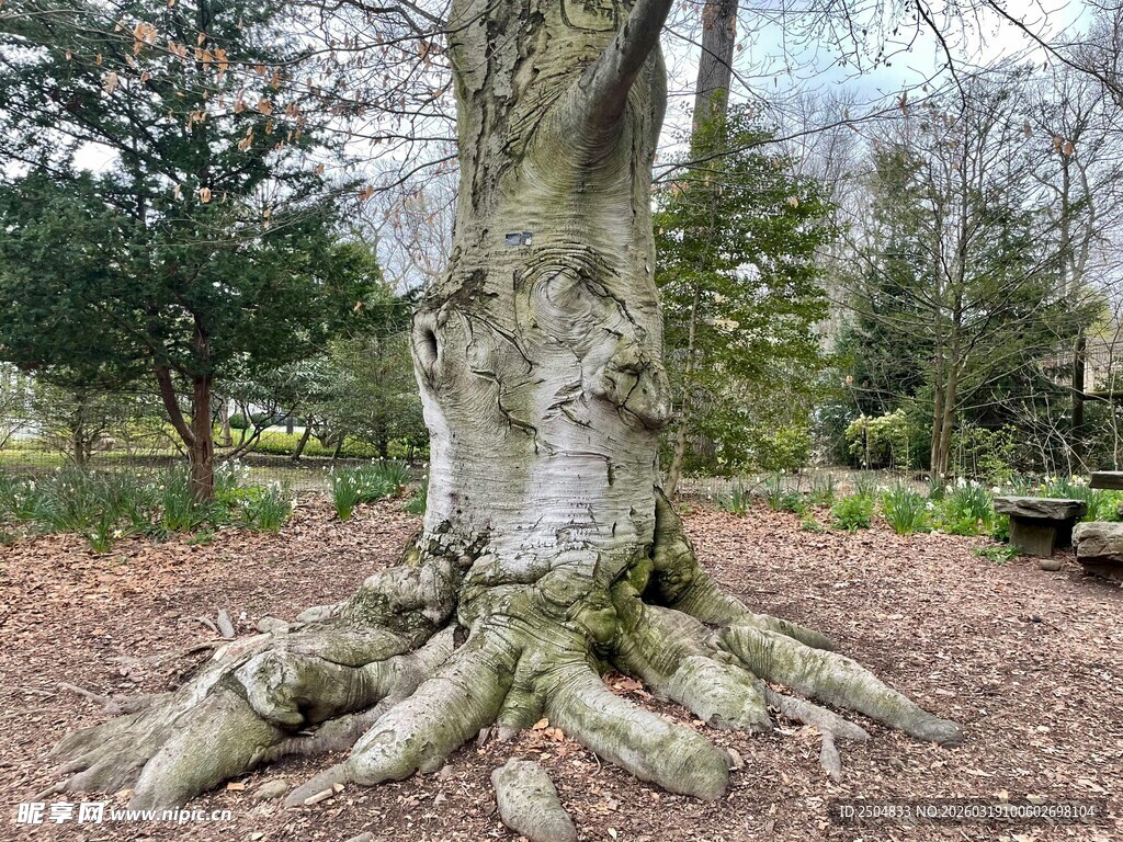 老树盘根的自然景象